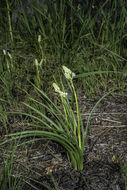 Image of grassy deathcamas