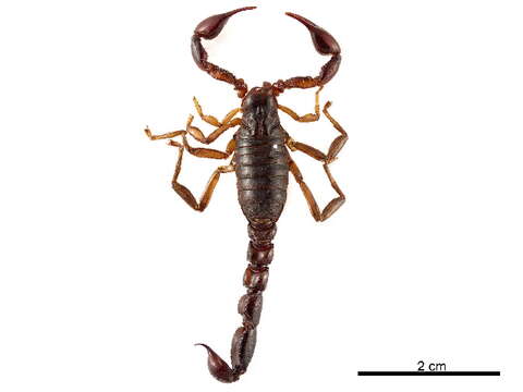 Image of Caraboctonidae