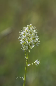 Image of grassy deathcamas