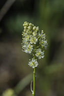 Image of grassy deathcamas