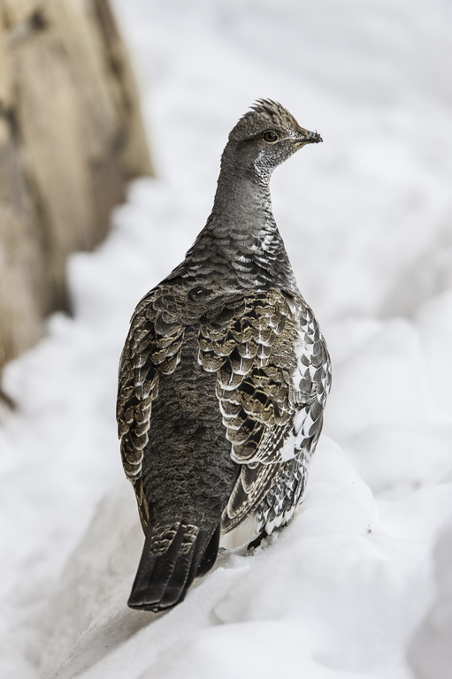 Image of Dusky Grouse