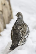 Image of Dusky Grouse