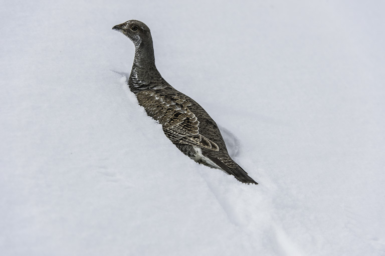 Image of Dusky Grouse