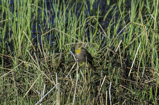 Image of Yellow-headed Blackbird