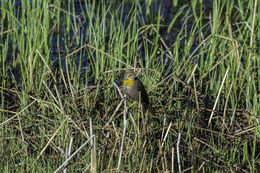 Image of Yellow-headed Blackbird