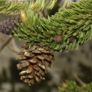 Image of Great Basin bristlecone pine