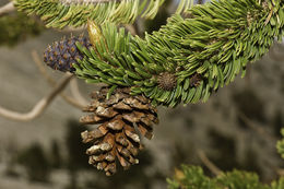 Image of Great Basin bristlecone pine