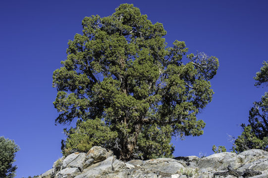 Image of Bigberry Juniper