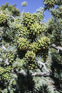 Image of singleleaf pinyon