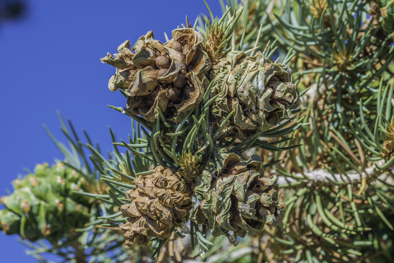 Image of singleleaf pinyon