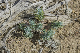 Imagem de Pinus monophylla Torr. & Frém.