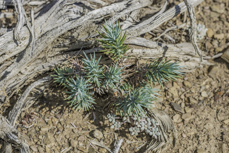 Image of singleleaf pinyon