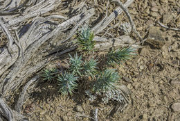 Imagem de Pinus monophylla Torr. & Frém.