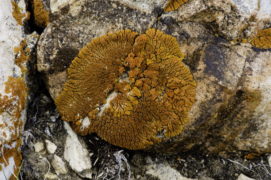 Image of elegant orange wall lichen