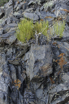 Imagem de Ephedra viridis Coville