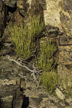 Image of Green Ephedra