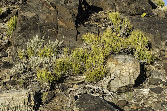 Image of Green Ephedra