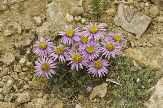 Image of Clokey's fleabane