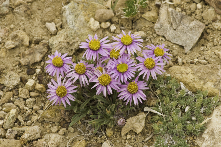 Image of Clokey's fleabane