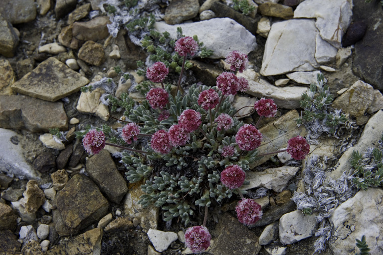 Image of White Mountain buckwheat