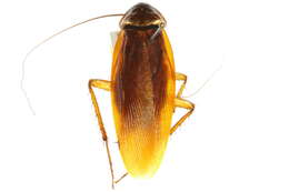 Image of Blattinae