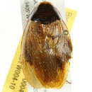 Image of Pycnoscelinae