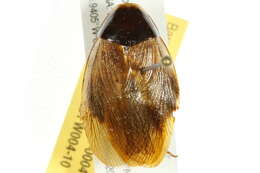 Image of Pycnoscelinae