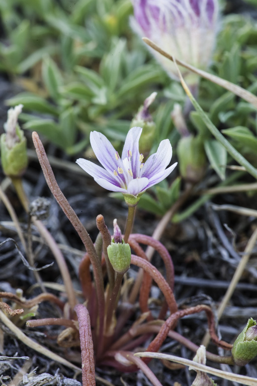 Image of alpine lewisia