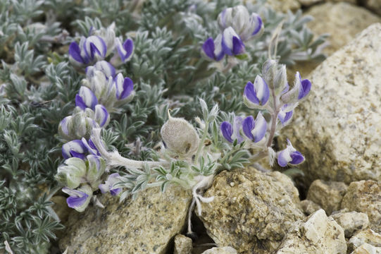 Image de Lupinus breweri var. bryoides C. P. Sm.