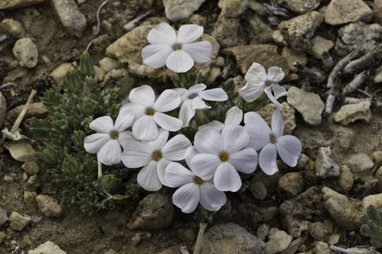 Image of dwarf phlox