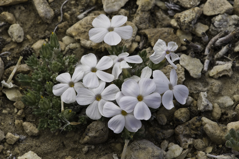 Image of dwarf phlox