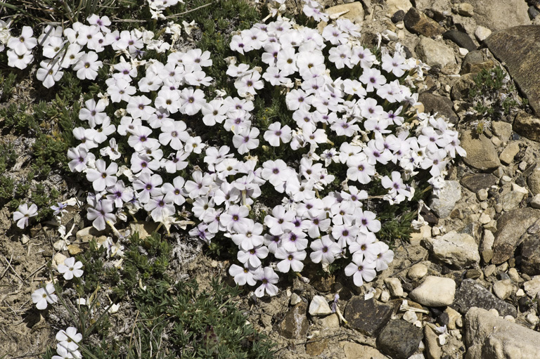 Image of dwarf phlox