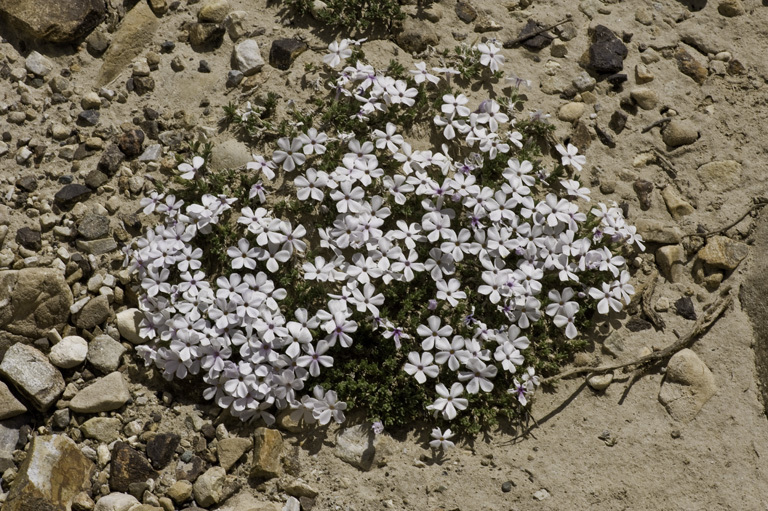 Imagem de Phlox condensata (A. Gray) E. Nels.