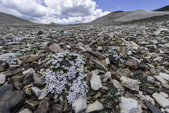 Image of dwarf phlox