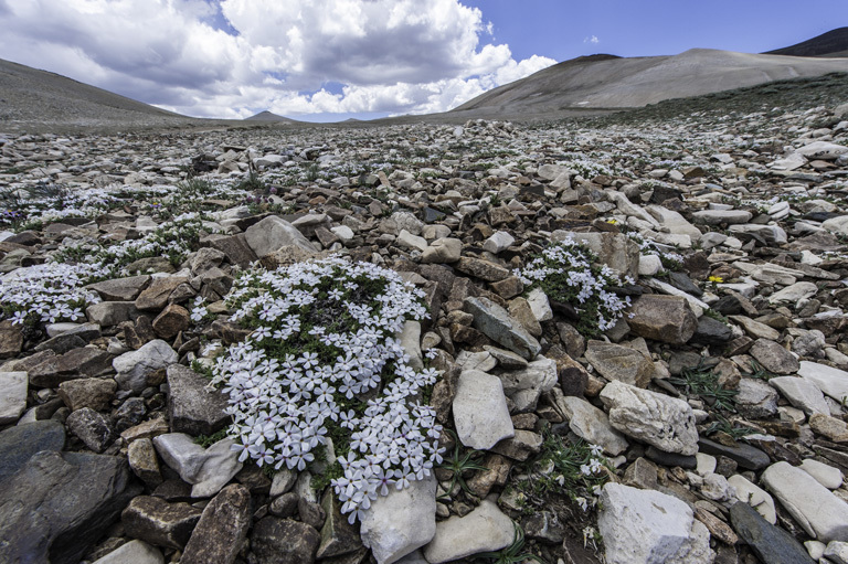 Imagem de Phlox condensata (A. Gray) E. Nels.