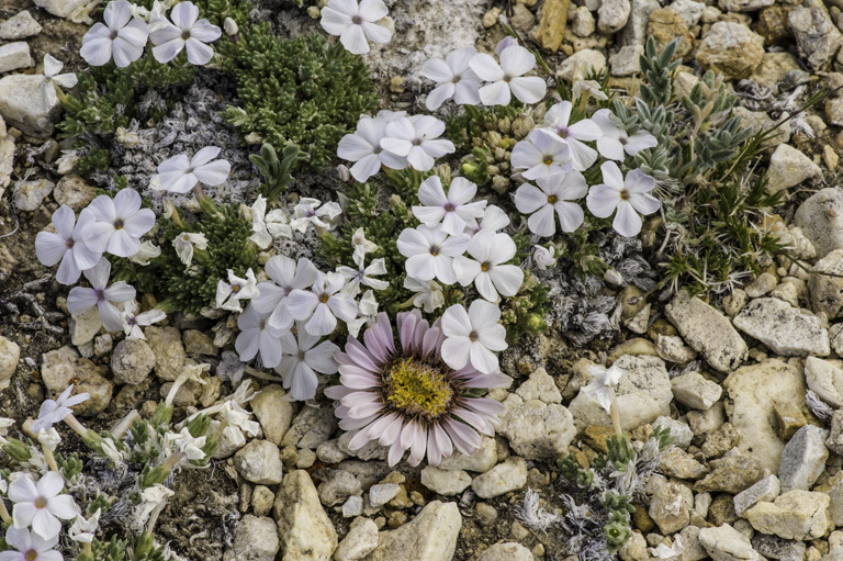 Imagem de Phlox condensata (A. Gray) E. Nels.