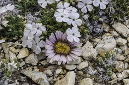 Imagem de Phlox condensata (A. Gray) E. Nels.