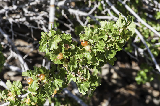 Image de Ribes cereum Dougl.