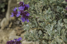 Image of purple sage