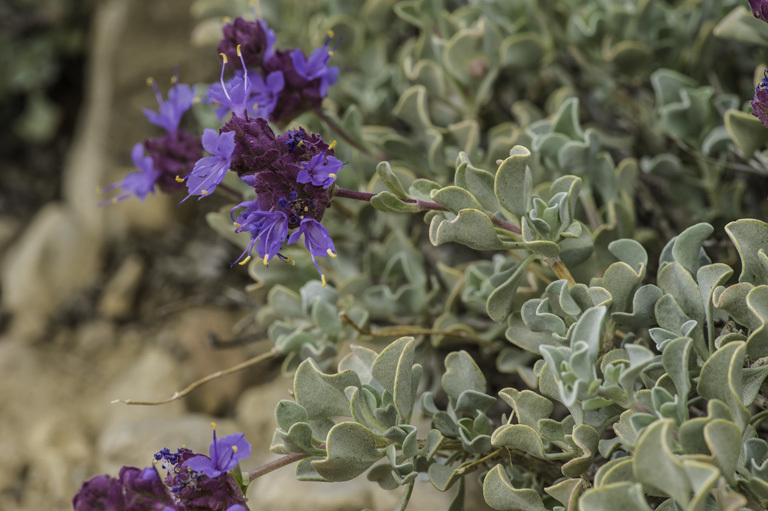 Image of purple sage