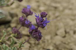 Image of purple sage