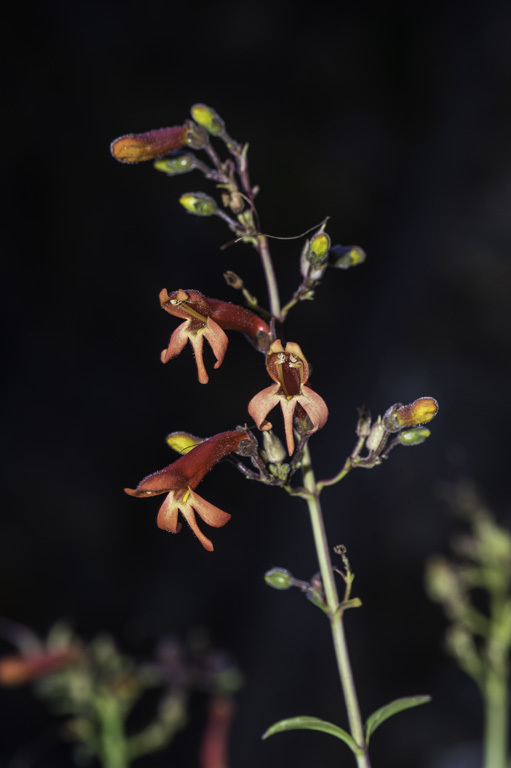 Image of Bridge penstemon