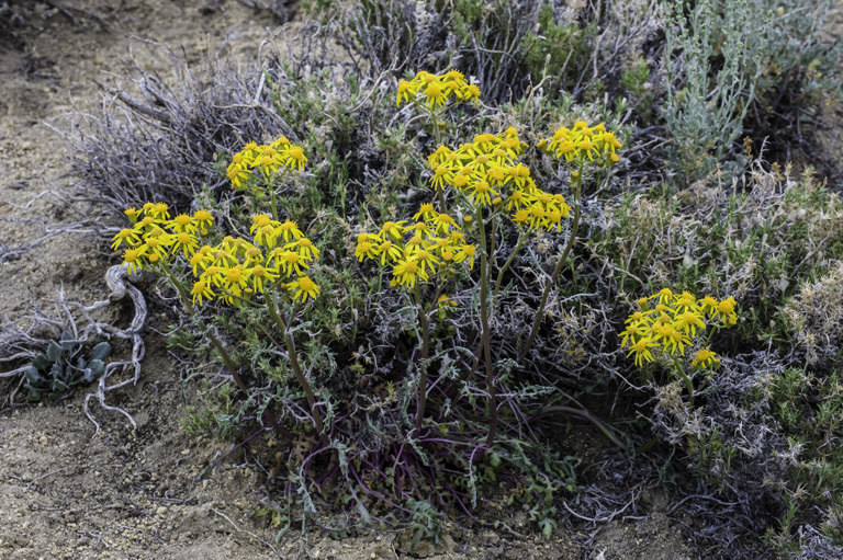 Image of lobeleaf groundsel