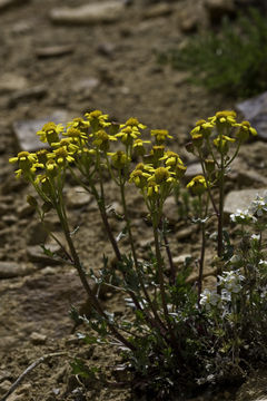 Image of lobeleaf groundsel