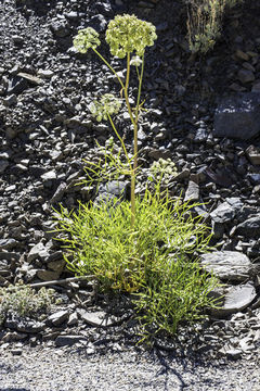 Image of poison angelica