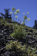 Angelica lineariloba A. Gray resmi