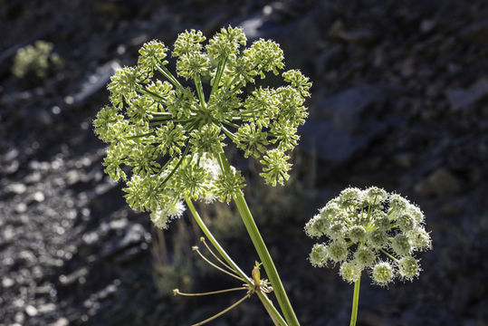 Angelica lineariloba A. Gray resmi