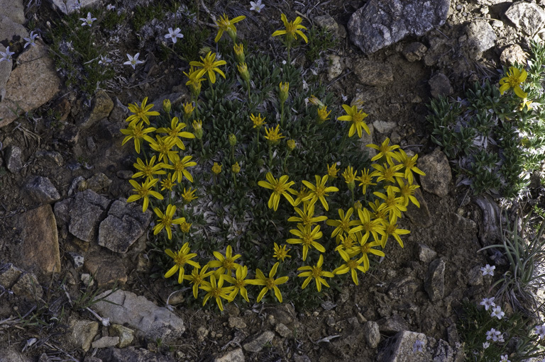 Image of stemless mock goldenweed