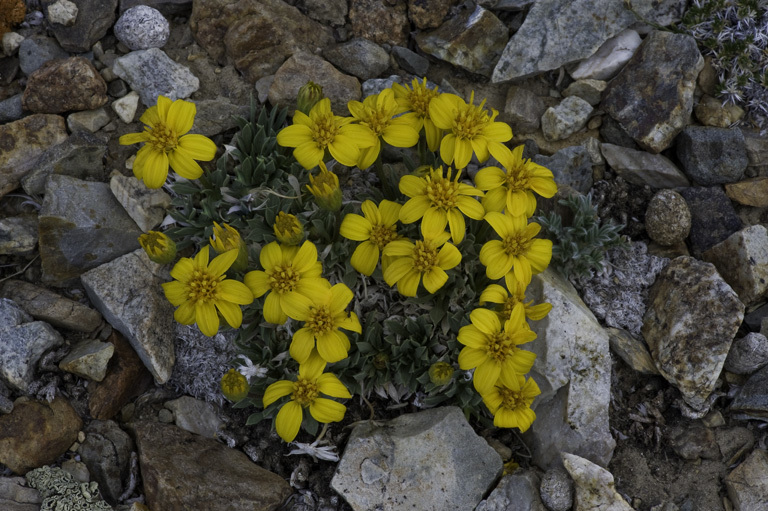 Image of stemless mock goldenweed