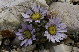 Image of tufted Townsend daisy